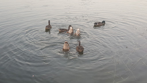 Park «Russell Creek Park», reviews and photos, 3500 McDermott Rd, Plano, TX 75025, USA