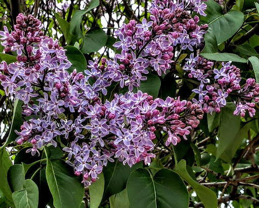 Park «Webber Park», reviews and photos, 4300 Webber Pkwy, Minneapolis, MN 55412, USA