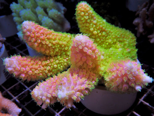 Pet Supply Store «Pacific East Aquaculture», reviews and photos, 107 School St, Mardela Springs, MD 21837, USA