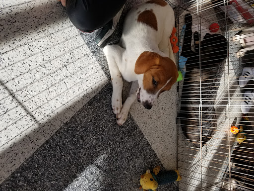 Pet Supply Store «Petco Animal Supplies», reviews and photos, 5500 Sunrise Hwy, Massapequa, NY 11758, USA