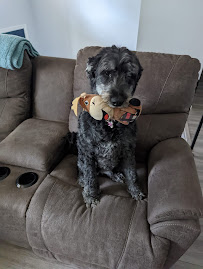 Kate's Dog Walking Company - Photo 8 - Car repair in , Lexington