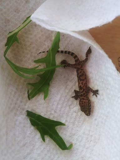 Pet Supply Store «PetSmart», reviews and photos, 9905 E Independence Blvd, Matthews, NC 28105, USA