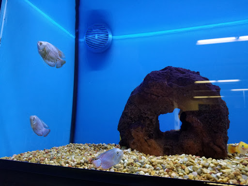 Pet Supply Store «Petco Animal Supplies», reviews and photos, 317 E Trenton Rd, Edinburg, TX 78539, USA