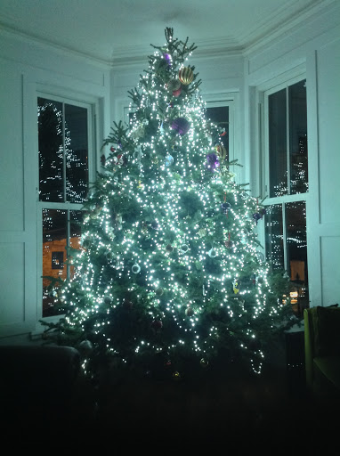 Paul's Christmas Trees