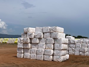 Cotton Export - photo 1