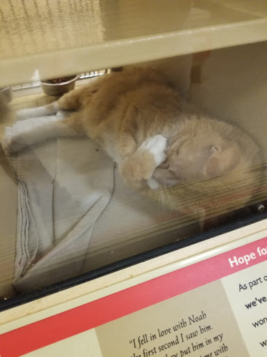 Pet Supply Store «PetSmart», reviews and photos, 400 Universal Dr N, North Haven, CT 06473, USA