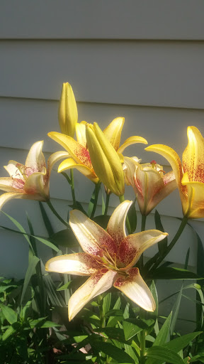 Dollar Store «Dollar Tree», reviews and photos, 1175 N Colony Rd, Wallingford, CT 06492, USA