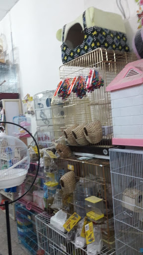 اليمام لطيور الزينة 