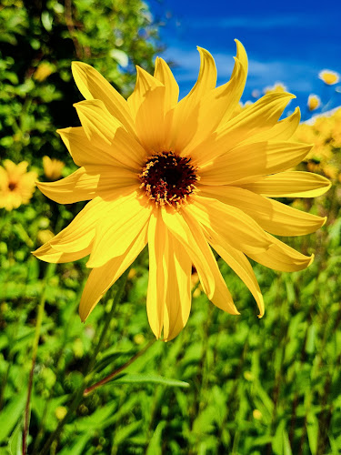 Vivero Florencia - Pucón