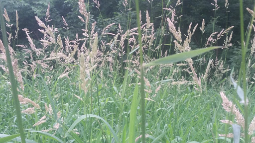 Nature Preserve «Lincoln Marsh», reviews and photos, Harrison Ave & Pierce Ave, Wheaton, IL 60187, USA