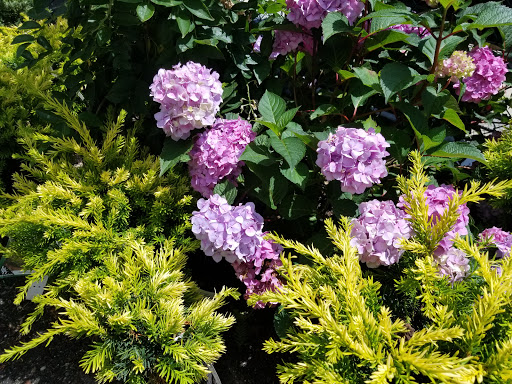 Garden Center «Westminster Nursery & Florist», reviews and photos, 30 Westminster Rd, West Hempstead, NY 11552, USA