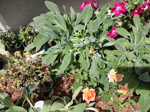 Farm «Pope Farms Produce & Garden Center», reviews and photos, 6501 W 28th St, Greeley, CO 80634, USA