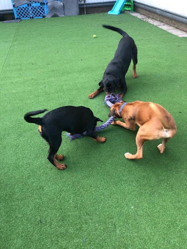 Pawtropolis Dog Day Care - Dog trainer