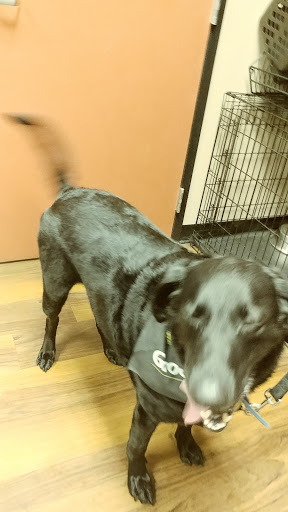 Pet Store «Pet Valu», reviews and photos, 2645 Shillington Rd, Sinking Spring, PA 19608, USA