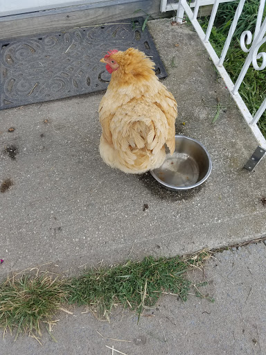 Farm «Dakota Ridge Farm», reviews and photos, 189 E High St, Ballston Spa, NY 12020, USA