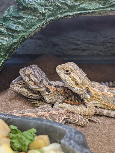 Pet Supply Store «Petco Animal Supplies», reviews and photos, 1419 Towne Square Blvd NW, Roanoke, VA 24019, USA