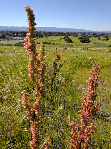 Event Venue «Shoreline Amphitheatre», reviews and photos, 1 Amphitheatre Pkwy, Mountain View, CA 94043, USA