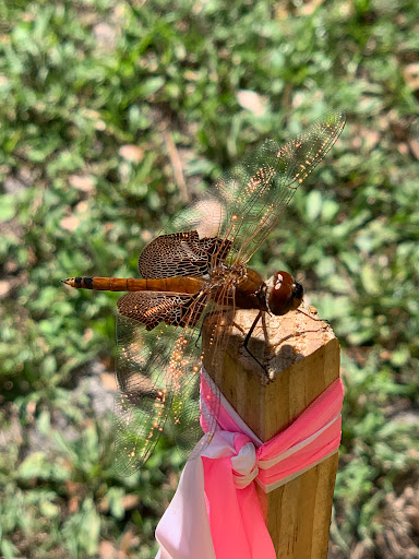 Soccer Club «Seminole Soccer Complex», reviews and photos, 7390 Lake Markham Rd, Sanford, FL 32771, USA