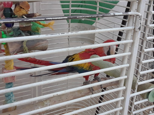 Bird Shop «Arizona Bird Store», reviews and photos, 565 S Dobson Rd, Mesa, AZ 85202, USA