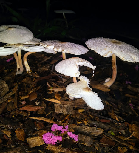 Park «Turtle Creek Parkway Park», reviews and photos, Bowen St, Dallas, TX 75219, USA