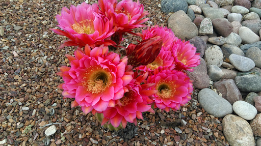 Golf Course «El Conquistador Golf & Tennis», reviews and photos, 10555 N La Cañada Dr, Oro Valley, AZ 85737, USA