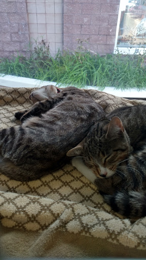 Pet Supply Store «PetSmart», reviews and photos, 128 Bailey Farm Rd, Monroe, NY 10950, USA