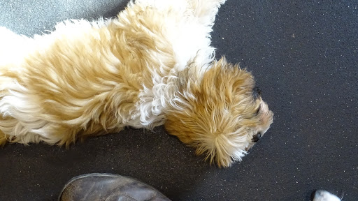 Dog Trainer «Awesome Dawgs Dog Training LLC», reviews and photos, 3052 Pricetown Rd, Temple, PA 19560, USA