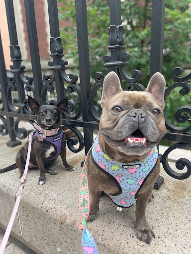 Art Museum «Cooper Hewitt Smithsonian Design Museum», reviews and photos, 2 E 91st St, New York, NY 10128, USA