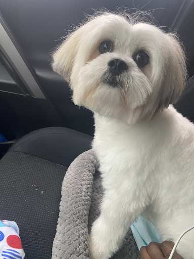 Insurance Agency «Embrace Pet Insurance», reviews and photos