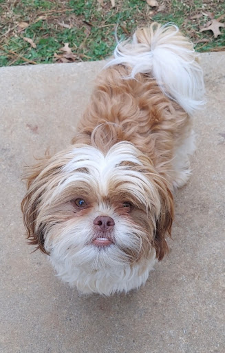 Pet Supply Store «PetSmart», reviews and photos, 3335 Cobb Pkwy NW #400, Acworth, GA 30101, USA