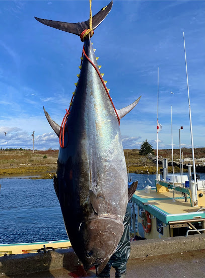 World Record Bluefin Tuna Charters