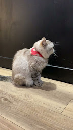 Photo n°68 de Le GentleCat-bar à chats-brunch-restaurant-salon de thé (interdit moins de 12 ans) à Lyon ()