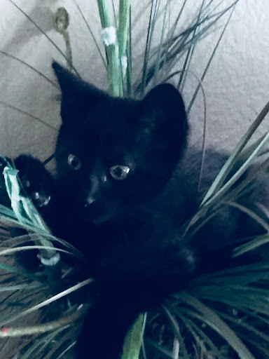 Gift Shop «Little Shop of Flowers», reviews and photos, 1655 W Grand Ave, Grover Beach, CA 93433, USA