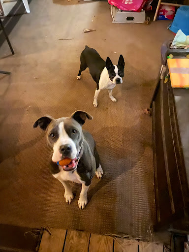 Pet Supply Store «Petco Animal Supplies», reviews and photos, 993 Branson Hills Pkwy, Branson, MO 65616, USA