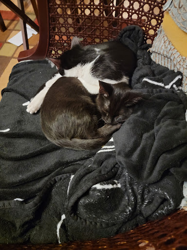 Pet Supply Store «PetSmart», reviews and photos, 1743 Martin Luther King Blvd, Houma, LA 70360, USA