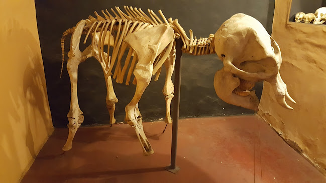 El Museo de Esqueletología - Cuenca