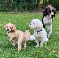 Oh Fur Pet’s Sake - Photo 8 - Car repair in , St. Cloud