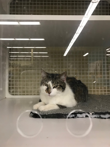 Pet Supply Store «Petco Animal Supplies», reviews and photos, 5120 E Bay Dr, Clearwater, FL 33764, USA