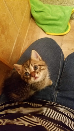 Animal Shelter «KC Pet Project - Main Adoption Center», reviews and photos