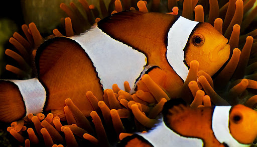 Tropical Fish Store «Hooked On Reefs», reviews and photos, 228 Hibiscus St #1, Jupiter, FL 33458, USA