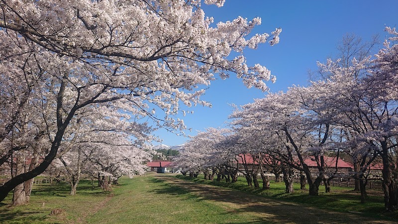 小岩井農場上丸牛舎の桜