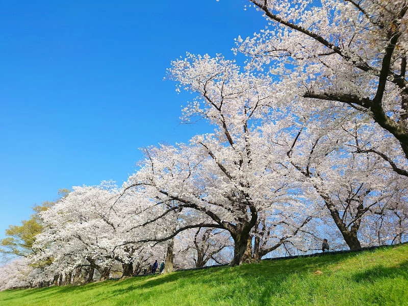 淀川河川公園 背割堤地区