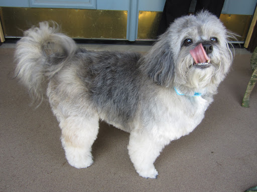 Shallowford Animal Hospital