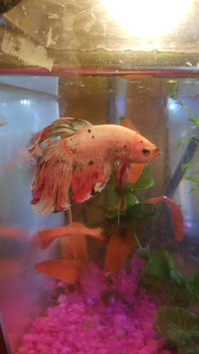 Pet Store «All About Pets», reviews and photos, 2204 NJ-35, Sea Girt, NJ 08750, USA