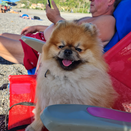 Pensioni per cani e dog hotel a NOA Toelettatura Enna