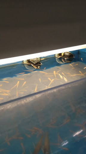 Pet Supply Store «PetSmart», reviews and photos, 10625 N Oracle Rd, Oro Valley, AZ 85737, USA