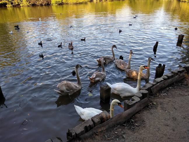 Comments and reviews of Bestwood Country Park - Mill Lakes