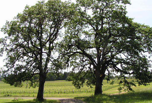 Winery «Benton-Lane Winery», reviews and photos, 23924 Territorial Rd, Monroe, OR 97456, USA