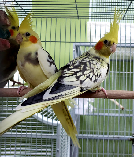 Pet Store «Louis Birds Pets & Supplies», reviews and photos, 80 Keyes St, San Jose, CA 95122, USA