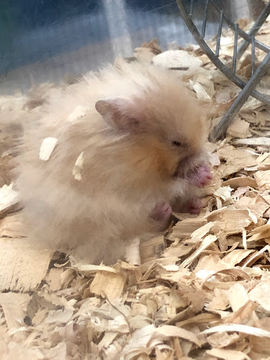 Pet Supply Store «Pet Supermarket», reviews and photos, 1080 Alafaya Trail, Oviedo, FL 32765, USA